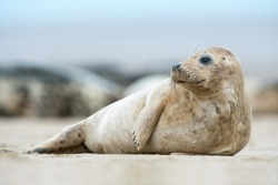 Atlantic Grey Seal Pup on sandy beach/Atlantic Grey Seal Pup/Atlantic Grey Seal Pup (Halichoerus Grypus)