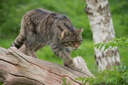 Scottish Wildcat on large tree trunk/Scottish Wildcat/Scottish Wildcat (Felis Silvestris Grampia)