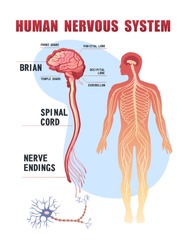 human peripheral nervous system, brain, spinal nerve endings vector illustration educational banner on white background
