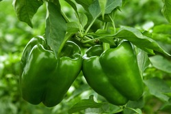 growing bell pepper in a farmer's field