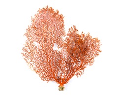 Red Gorgonian or red sea fan coral isolated on white background