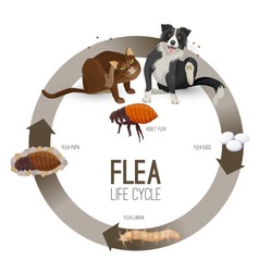 Flea life cycle circle with headlines vector illustration