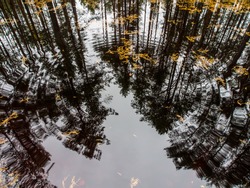 Beautiful autumn in the forest. Reflection of pines in an open bog and ripples in the water.