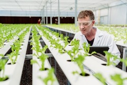 Caucasian male botany scientist observes about growing organic arugula on hydroponics farm.with tablet on aquaponic farm, sustainable business artificial lighting,Concept of growing organic vegetable