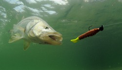 snook fish going after lure during fishing trip