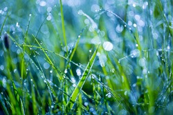wet grass on summer morning