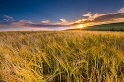 Beautiful landscape of sunset over corn field at summer. Beautiful grown corn ears in summertime field at sunset.