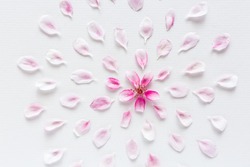 white background filled with round pattern of sakura flowers. Concept of love and spring. flat lay. top view. the fresh pink petals of sakura lying around on white background.