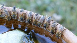 Honey bees (Apidae family) drinking water. Location: Bavaria, Germany