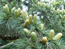 Cedrus libani, the cedar of Lebanon or Lebanese cedar is a species of tree in the pine family, native to the mountains of the Eastern Mediterranean basin.