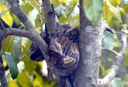  
Bundled Anaconda snake (Boa constrictor) Boidae family. Amazon rainforest, Brazil
