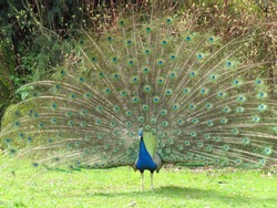 Male (peacock), the Indian Peafowl, (Pavo cristatus) also known as the Common Peafowl or the Blue Peafowl
