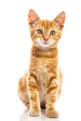 Red little cat on the isolated background