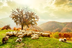 Bible scene. Sheep under the tree and dramatic sky in autumn landscape in the Romanian Carpathians