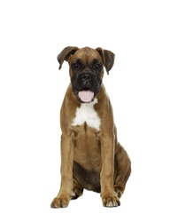 Cute boxer puppy - Free Stock Photo by Merelize on Stockvault.net