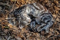 lying cat sleeps in the garden among the leaves