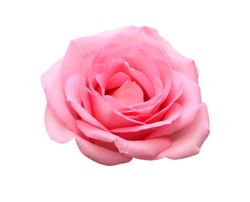 Beautiful single pink rose isolated on white background 
