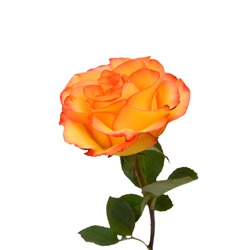 Single orange rose flower isolated on white background 