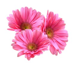 Pink Gerber flowers on white background. 