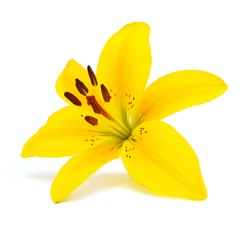 Yellow lily flowers on a white background 