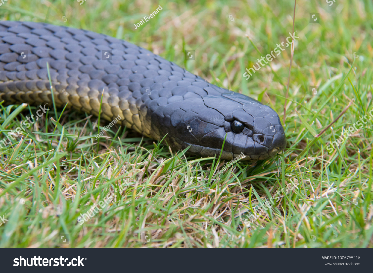 Tiger Snake Tasmania Australia Stock Photo 1006765216 | Shutterstock