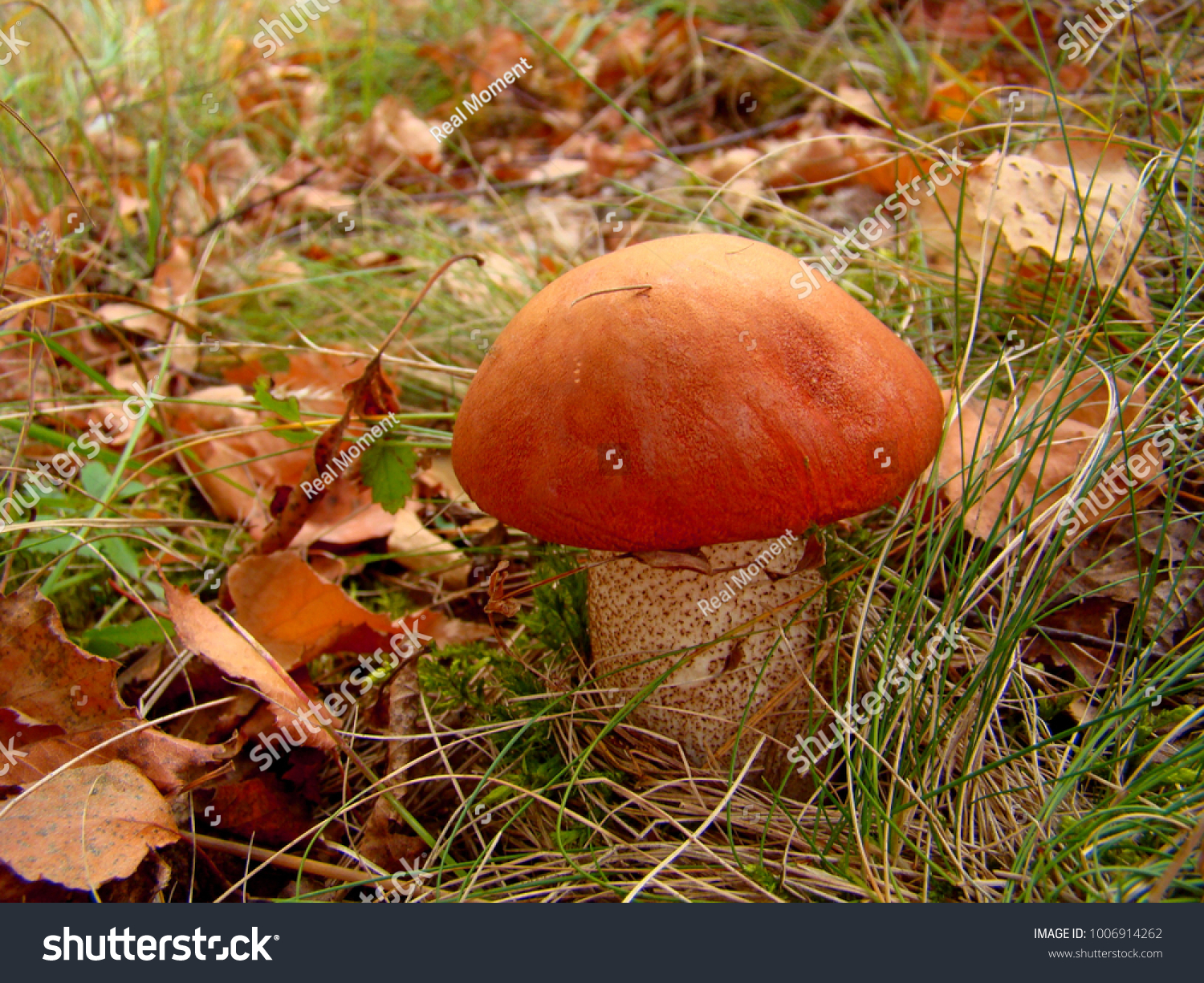 Съедобные грибы Липецкой области