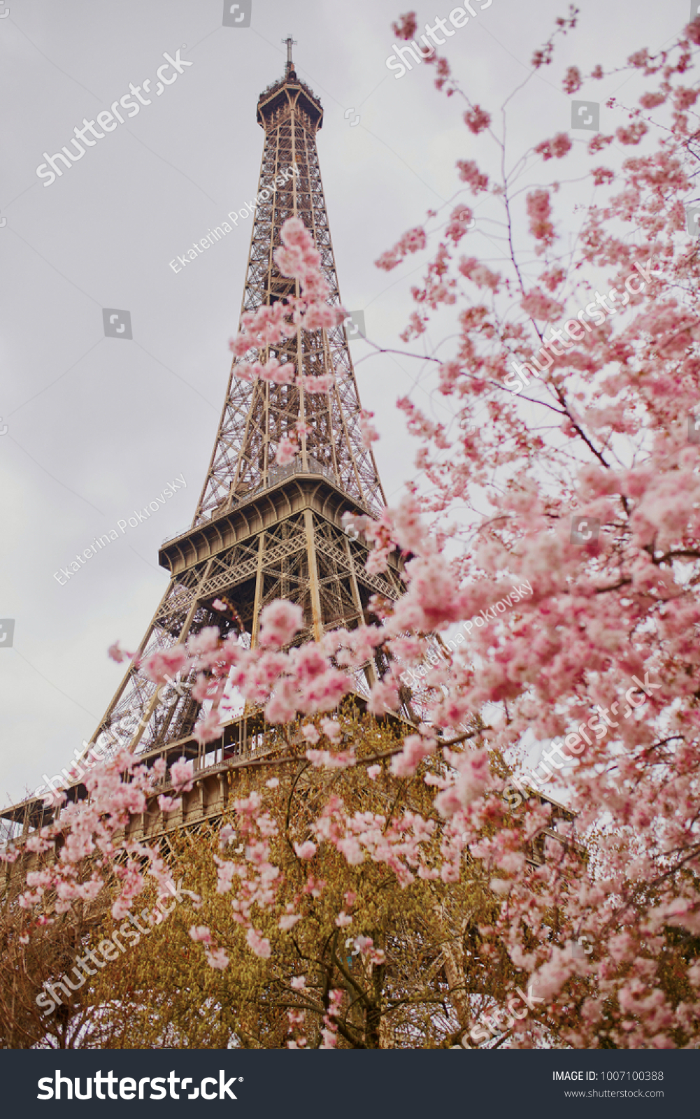 937 Eiffel Tower In Cherry Blossom Images, Stock Photos & Vectors