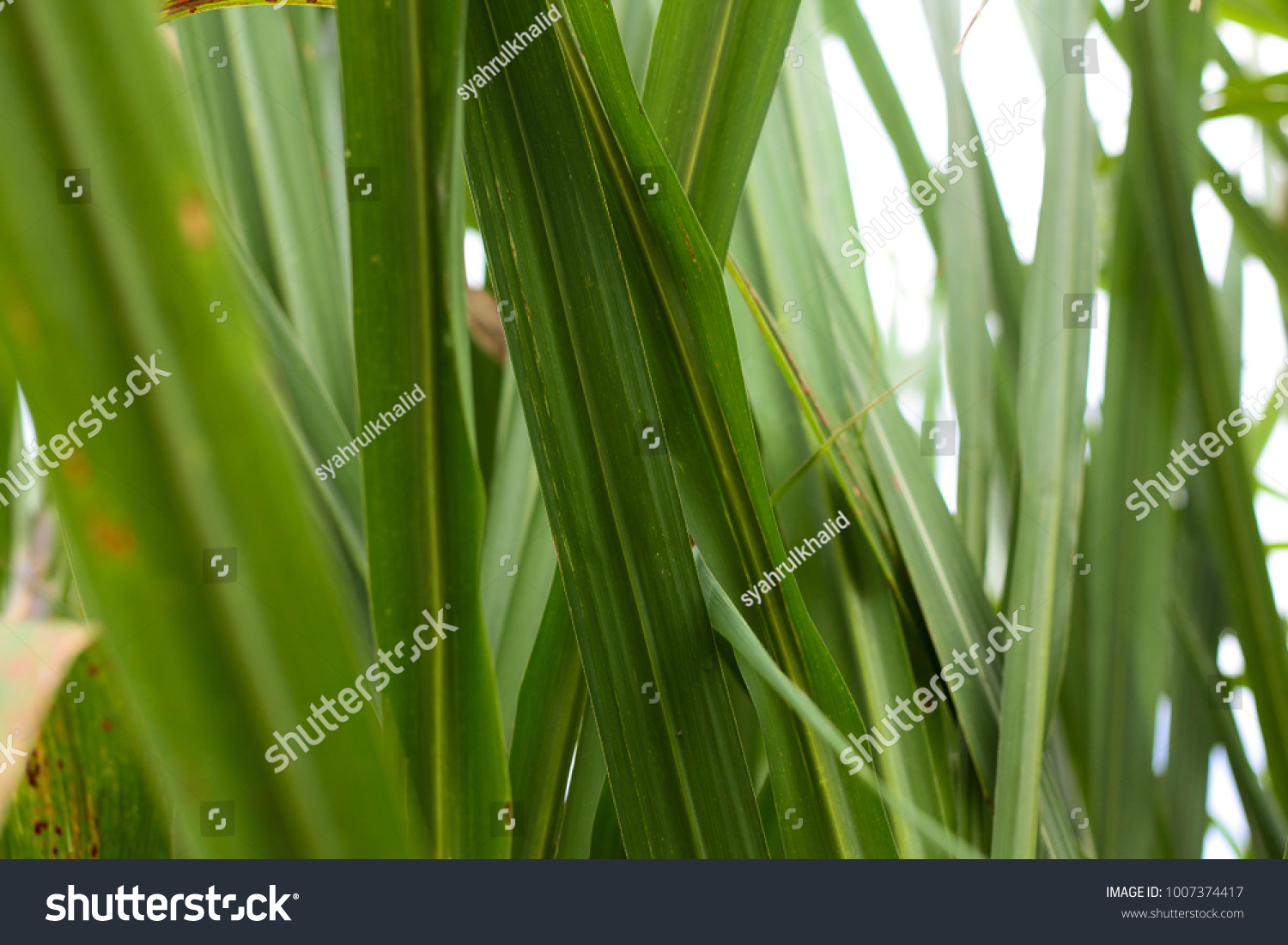 Sugarcane Leaf Well Known Daun Tebu Stock Photo 1007374417 | Shutterstock