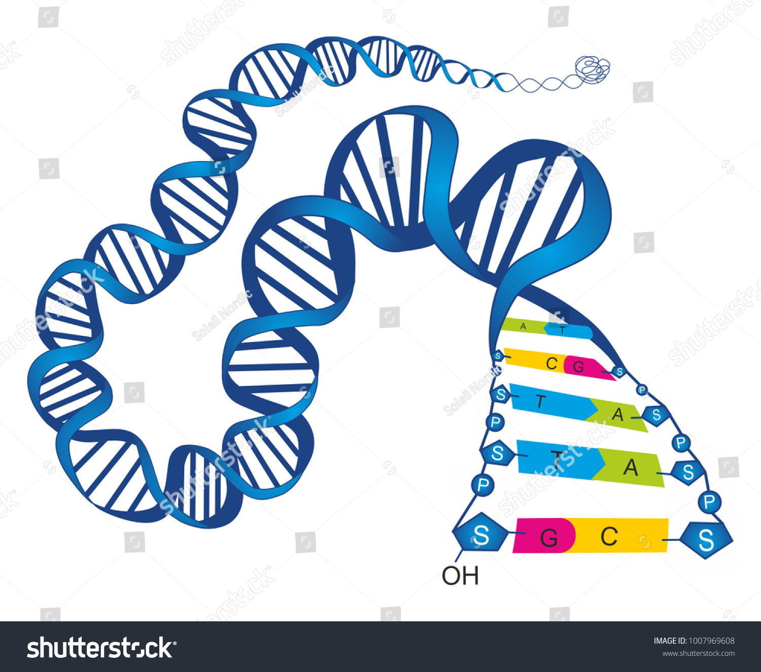 Schematic Illustration Shows Structure Double Stranded Stock ...