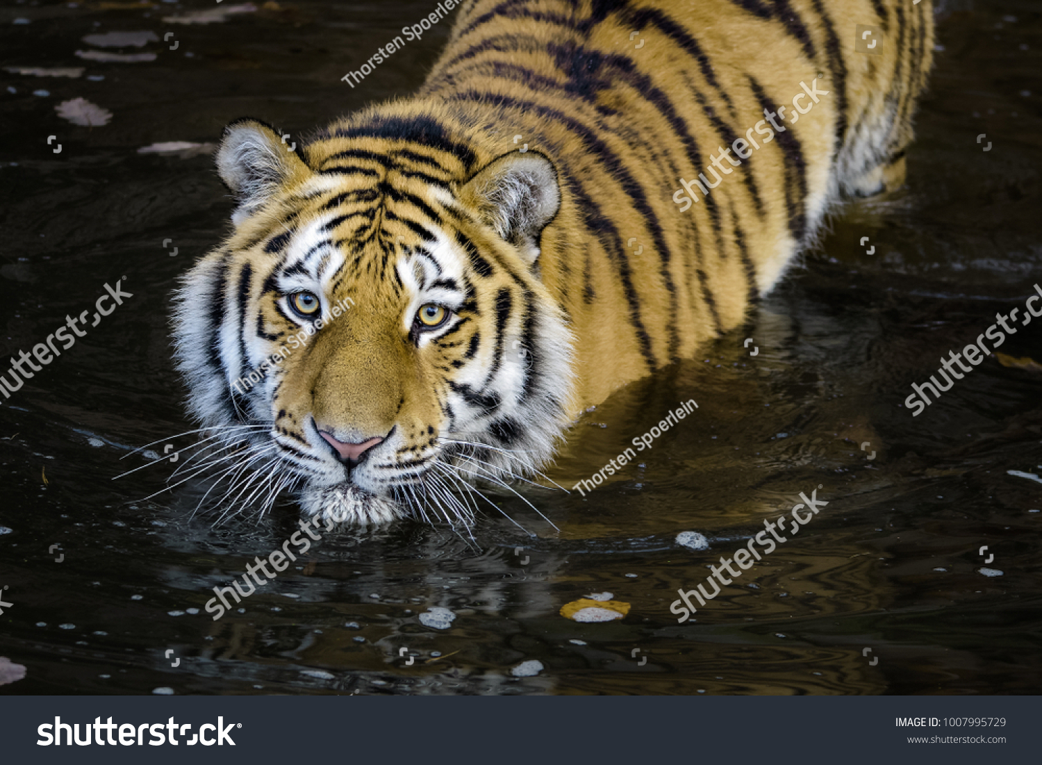 Young Siberian Tiger Standing Water While Stock Photo 1007995729 ...