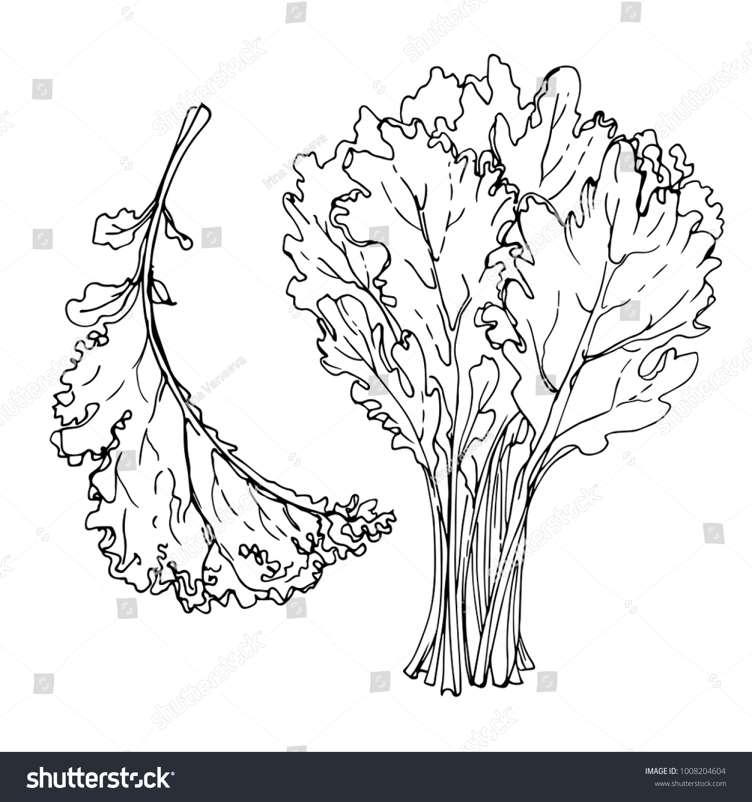 Kale Greens Drawn By Line On Stock Vector Royalty Free 1008204604