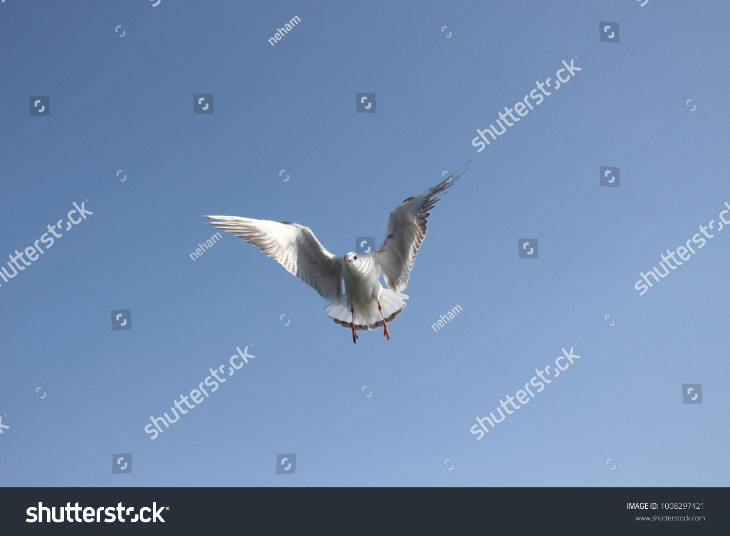 Migrating Bird Flying Jharkhand State India Stock Photo 1008297421 ...