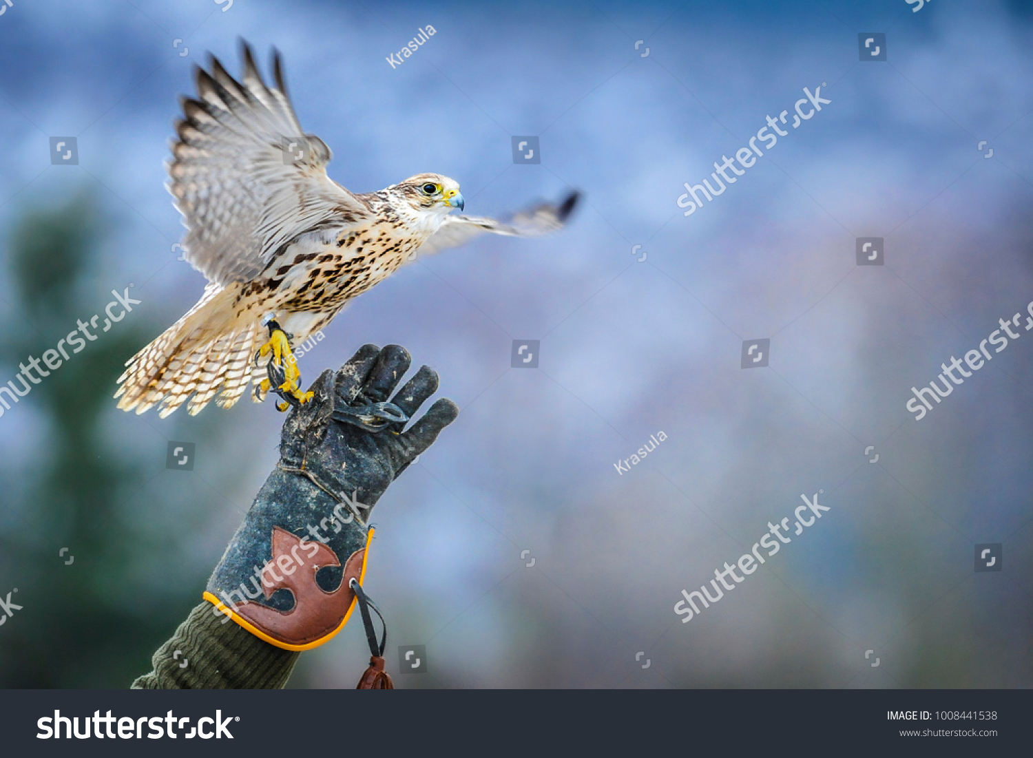 51,487 Falconry Images, Stock Photos & Vectors | Shutterstock