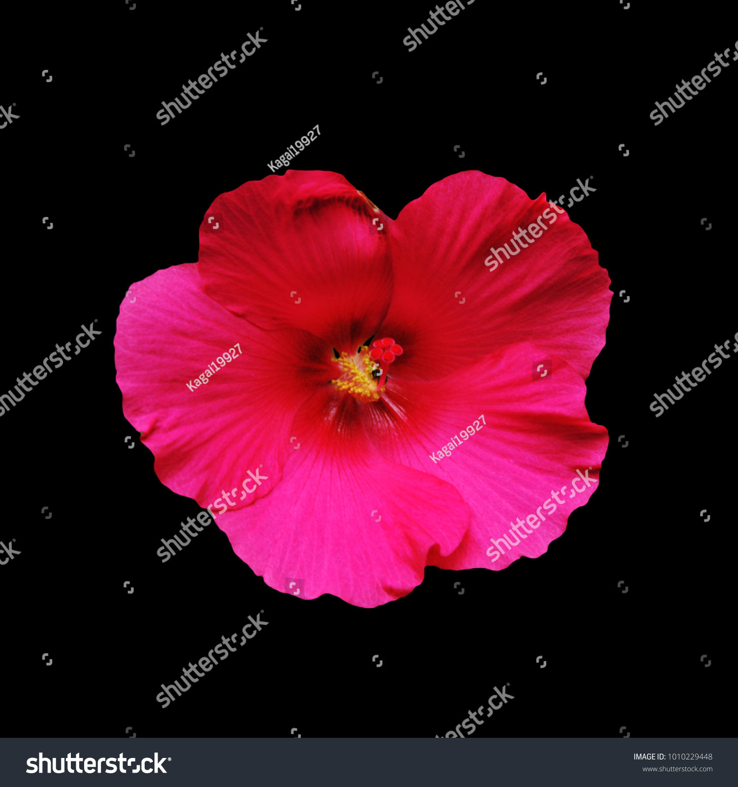 Red Confederate Rose Hibiscus Mutabilis Lady Stock Photo 1010229448 ...