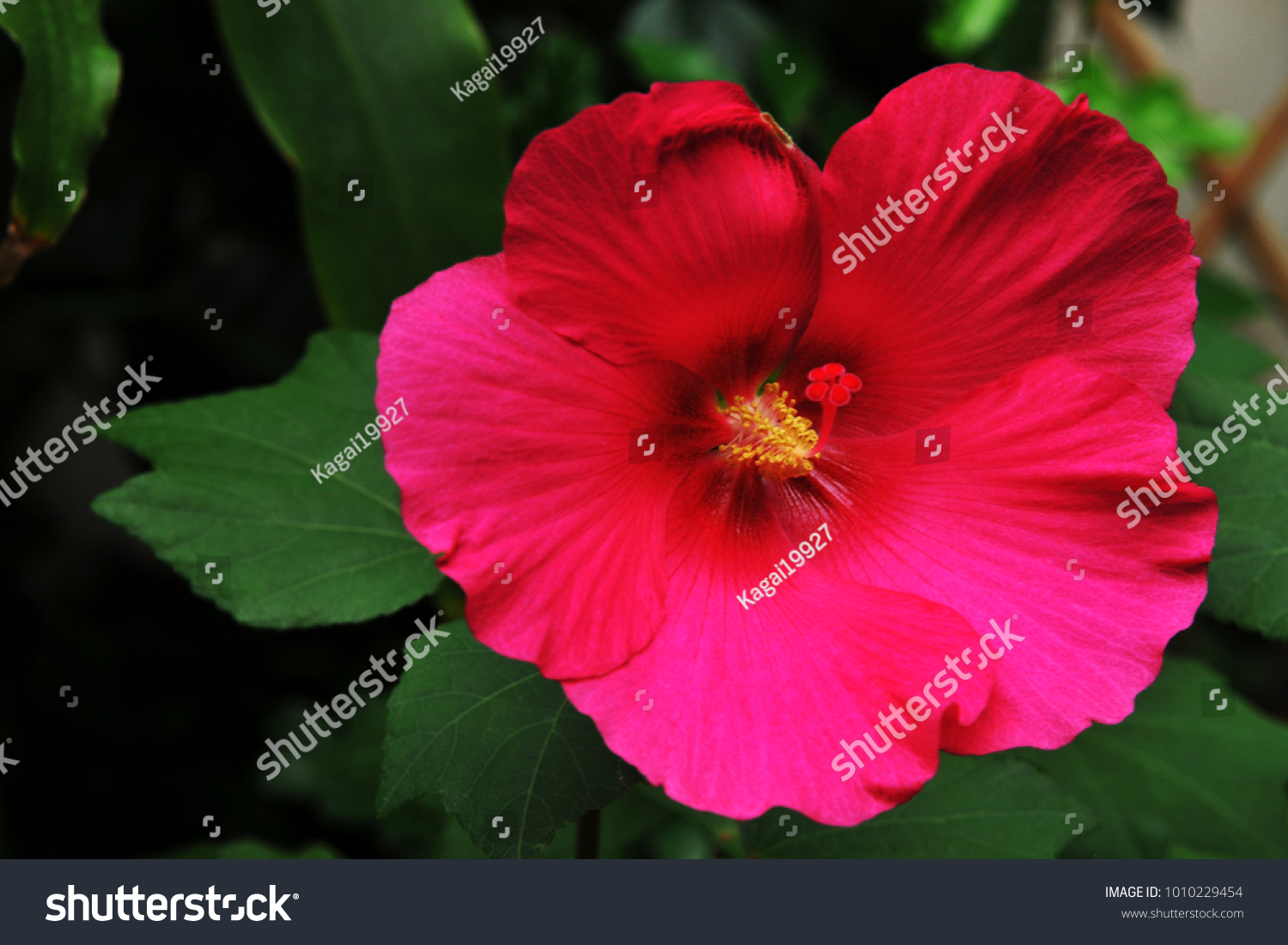 Red Confederate Rose Hibiscus Mutabilis Lady Stock Photo 1010229454 ...