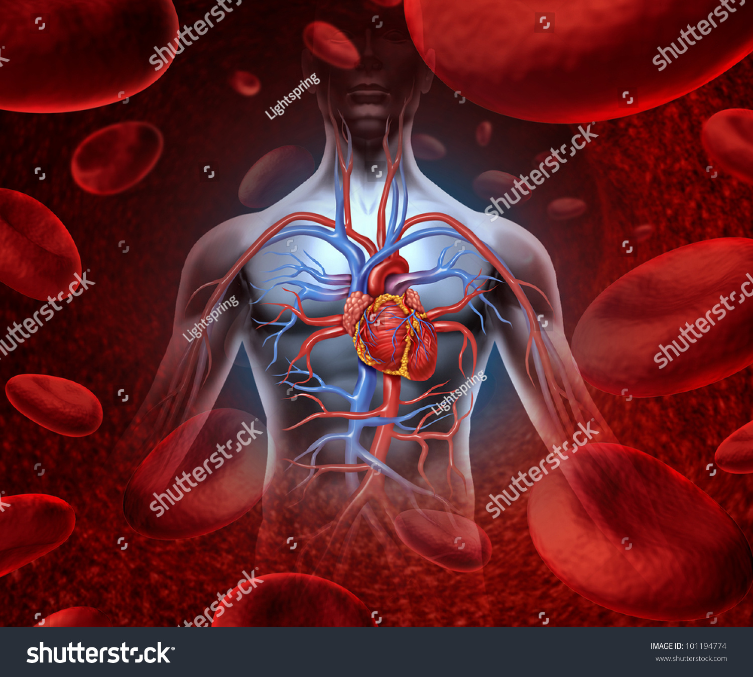 Sistema cardiovascular de circulación cardíaca humano: ilustración de ...