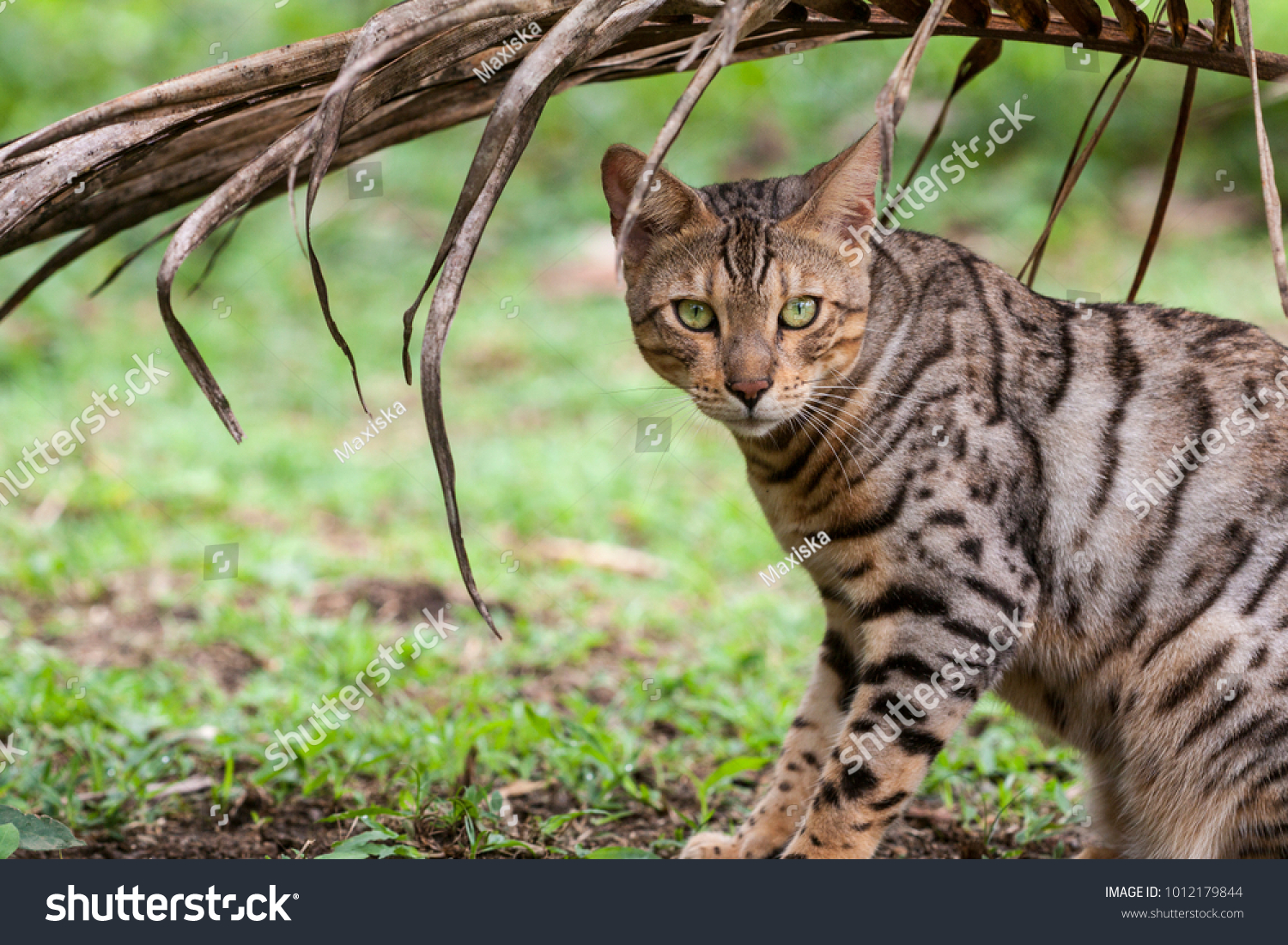 Кенийский Лесной кот длинный хвост