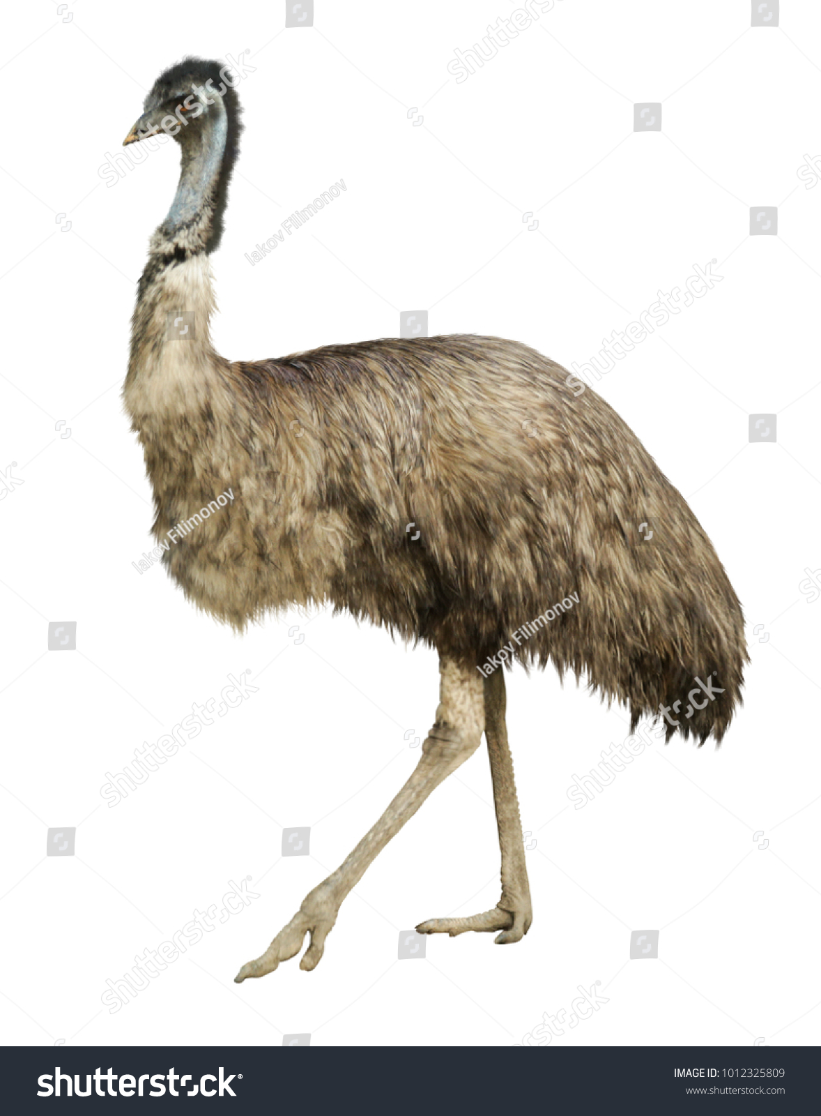 Adult Ostrich Isolated On White Background Stock Photo 1012325809 ...