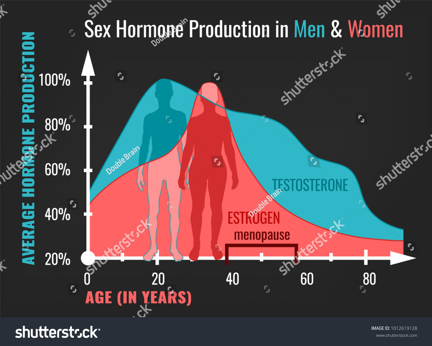 Sex Hormone Production Men Women Average Stock Vector Royalty Free 1012619128 Shutterstock 2379