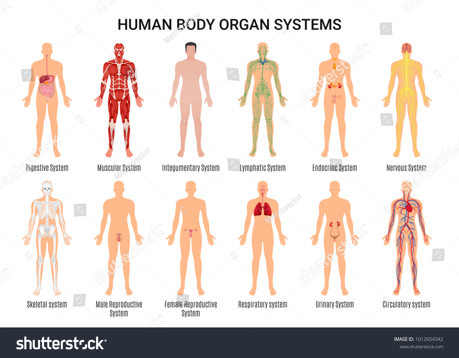 137 117 Body organ systems Snímků, stock fotografií a vektorů