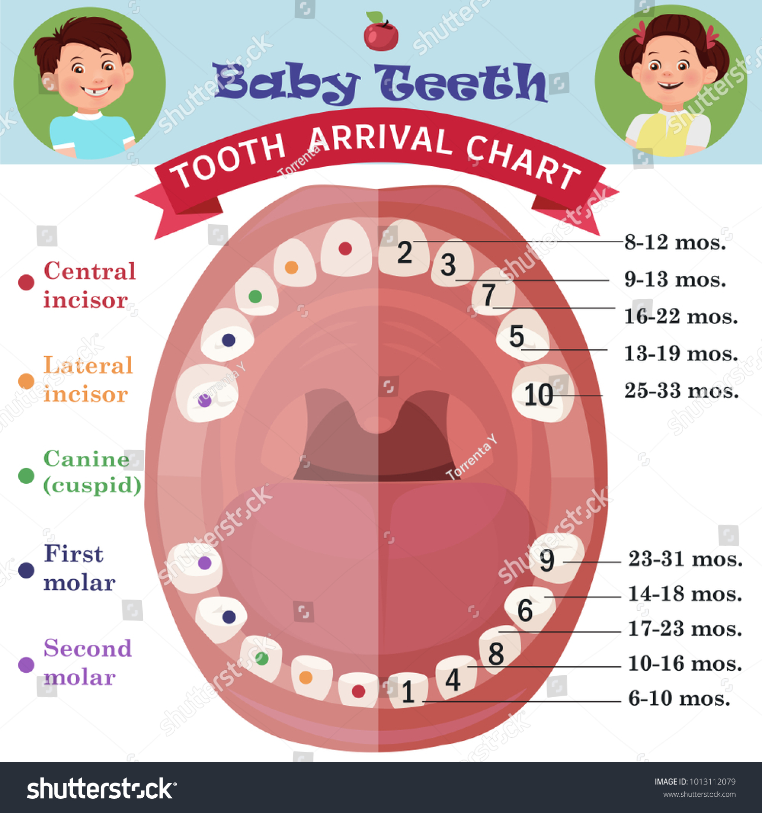 Tooth Arrival Chart Infographic Temporary Teeth Stock Vector Royalty Free Shutterstock