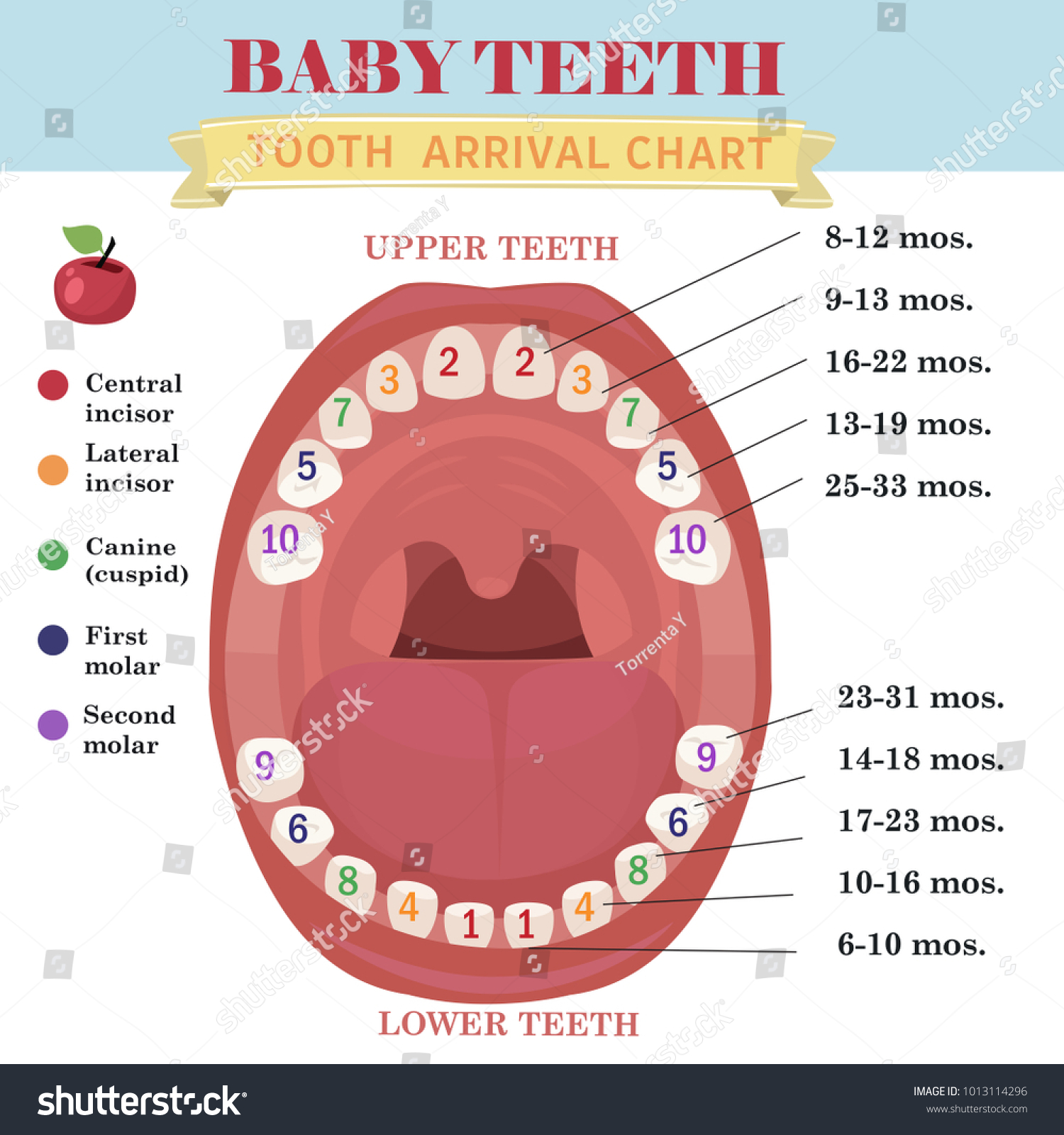 Tooth Arrival Chart Infographic Temporary Teeth Stock Vector Royalty Free Shutterstock