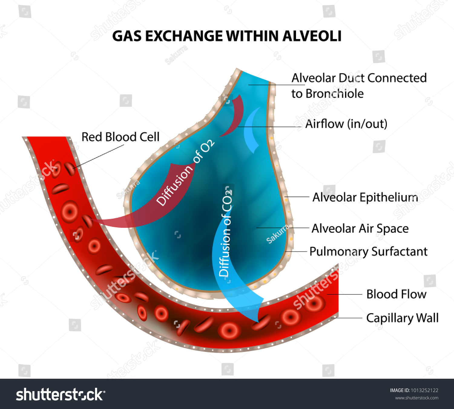 Gas Exchange Within Alveoli Stock Vector (Royalty Free) 1013252122 ...