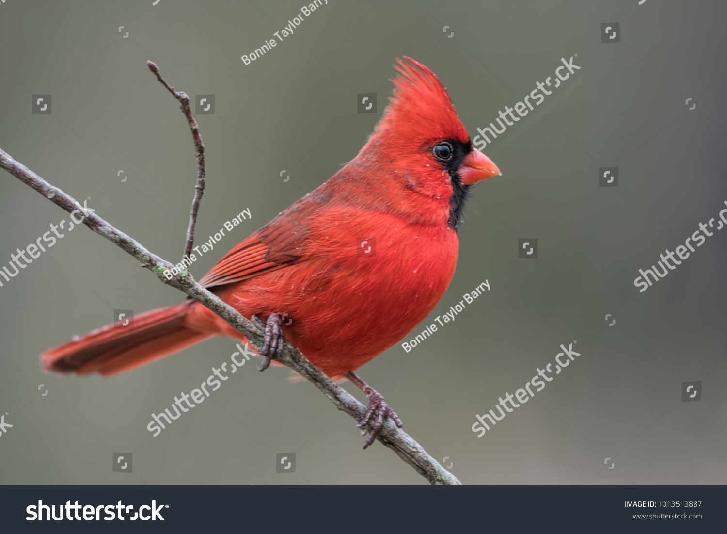 Male Northern Cardinal Permanent Louisiana Resident Stock Photo ...