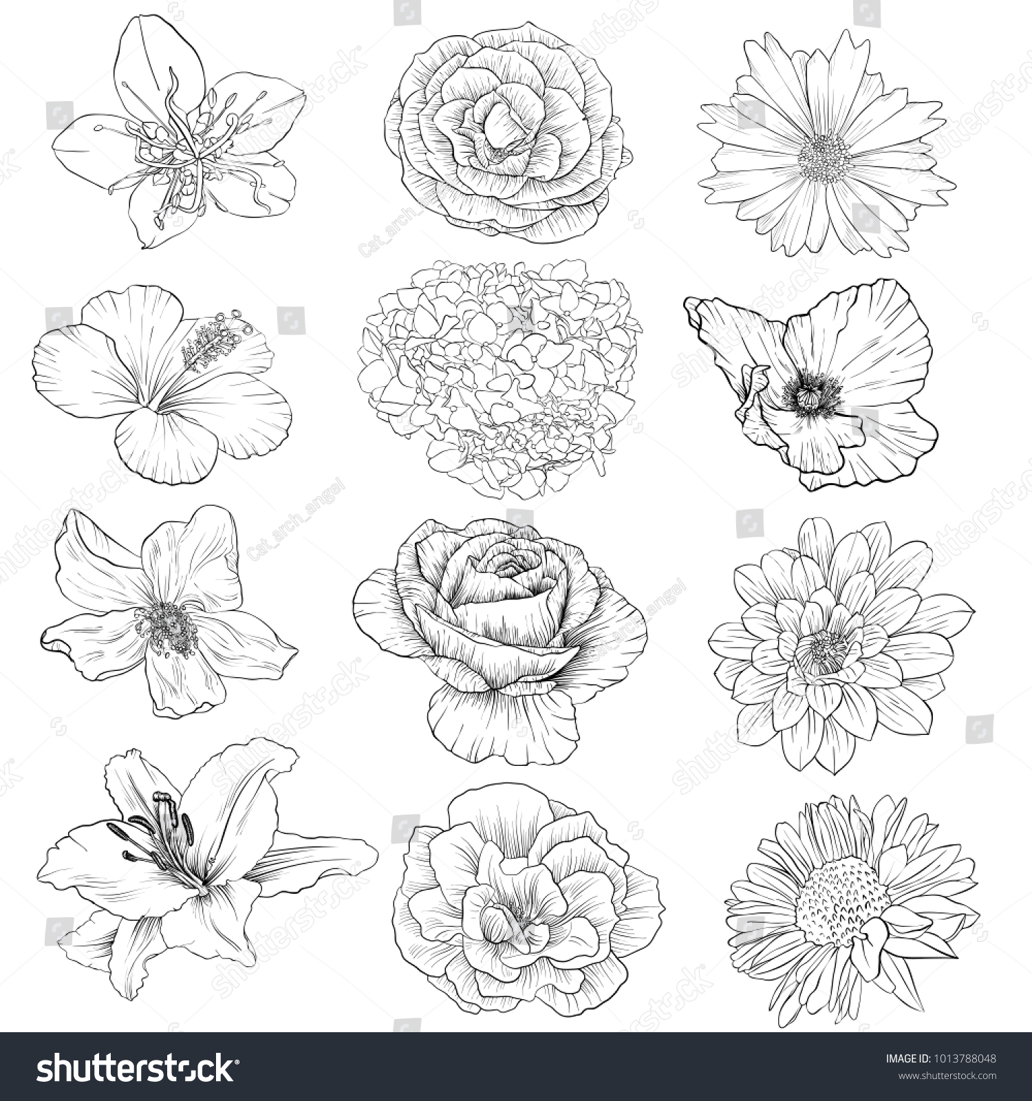 Set Vector Drawing Flowers Isolated Floral Stock Vector (Royalty Free ...