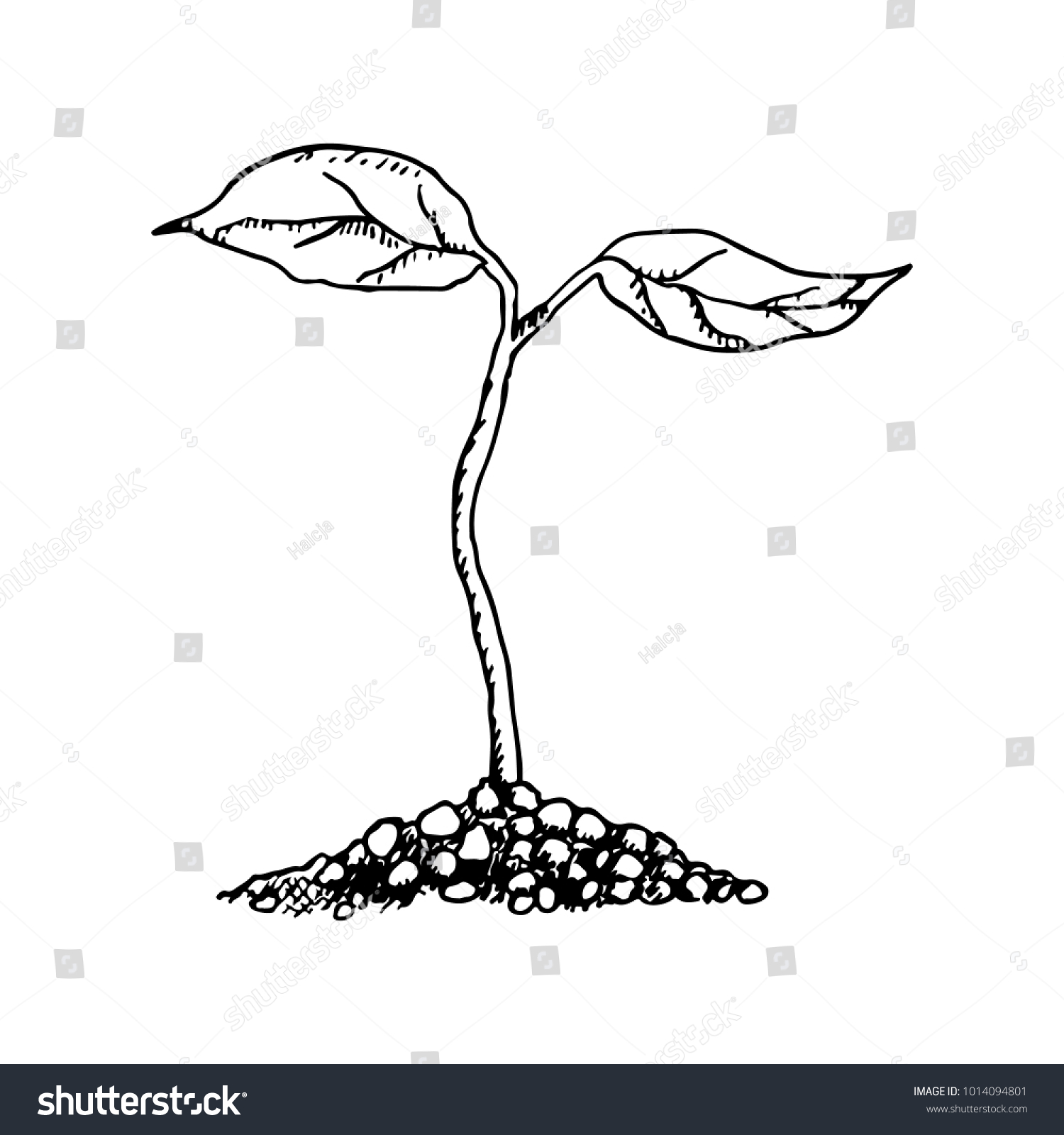 sapling drawing