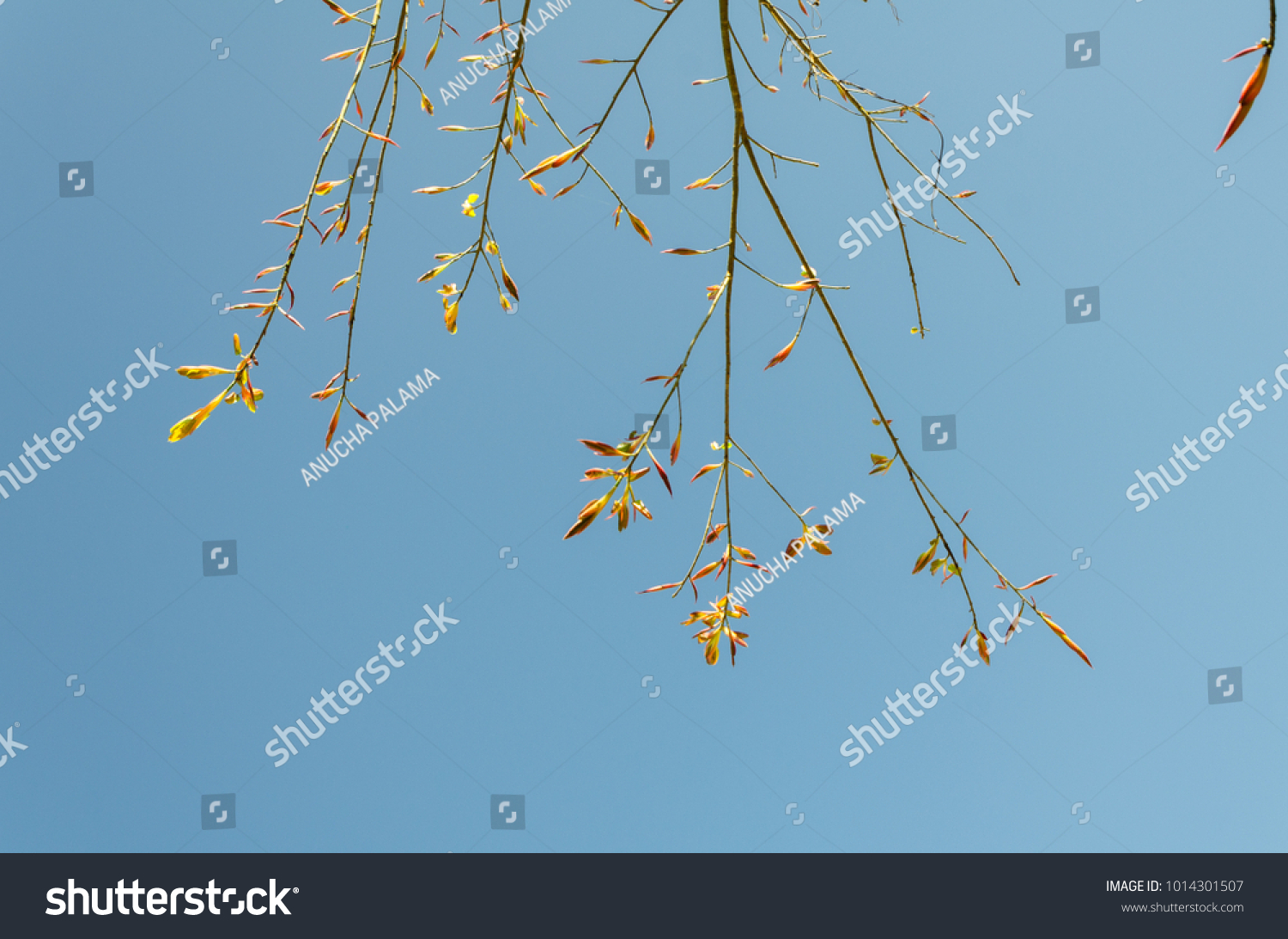 Ficus Lacor Buch Sky Backgrounds Ficus Stock Photo 1014301507