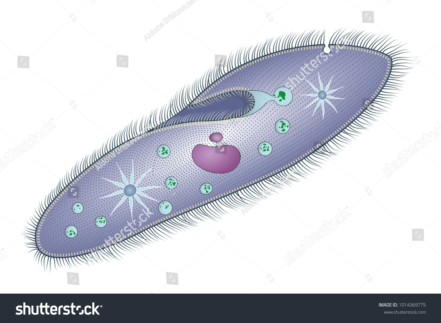 Vektor Stok Struktur Paramecium Tanpa Royalti Shutterstock