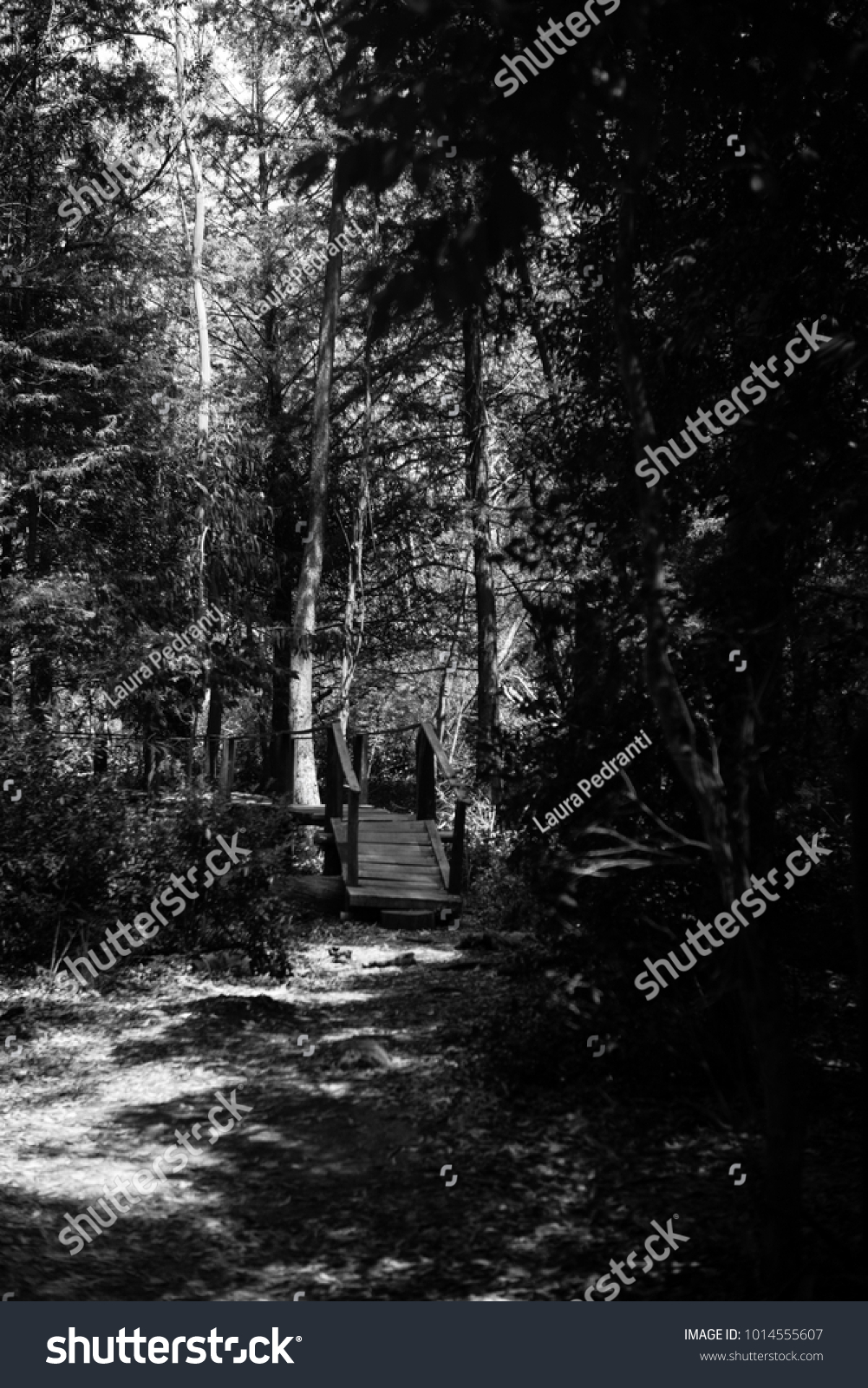 1 Bosques En Blanco Y Negro Images, Stock Photos & Vectors | Shutterstock