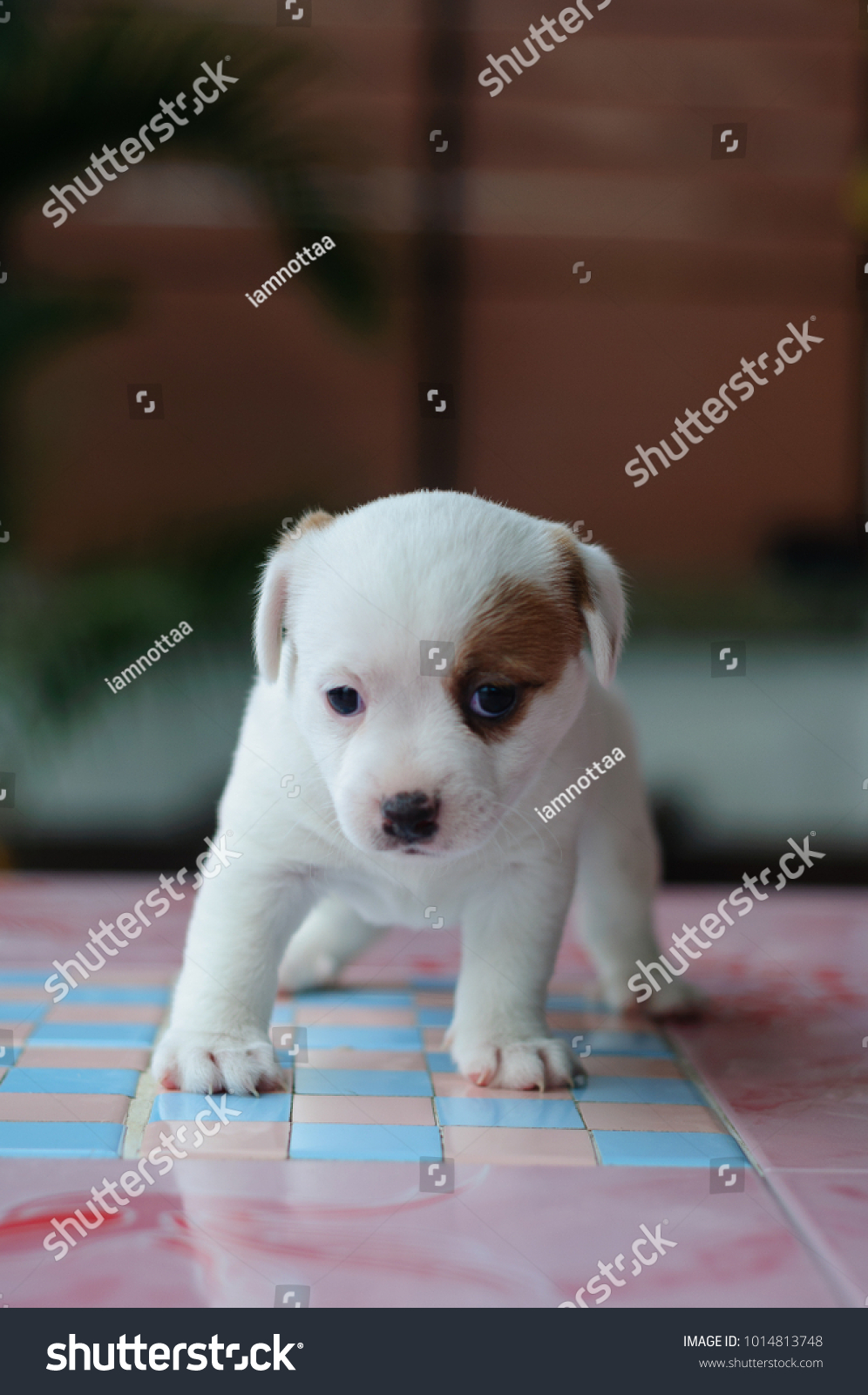 how much is a baby jack russell terrier